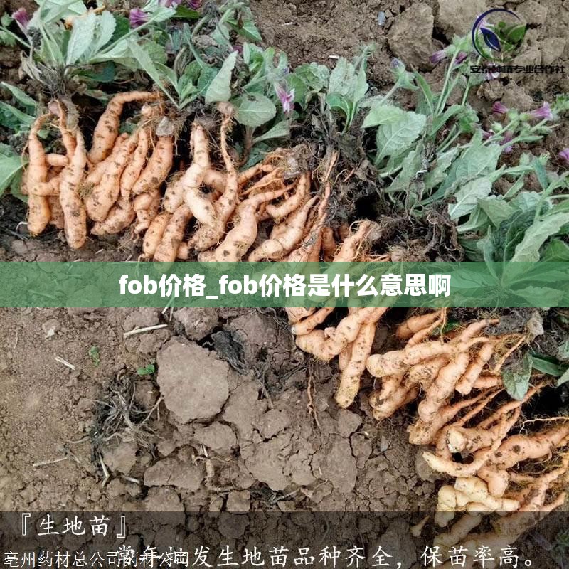 fob价格_fob价格是什么意思啊