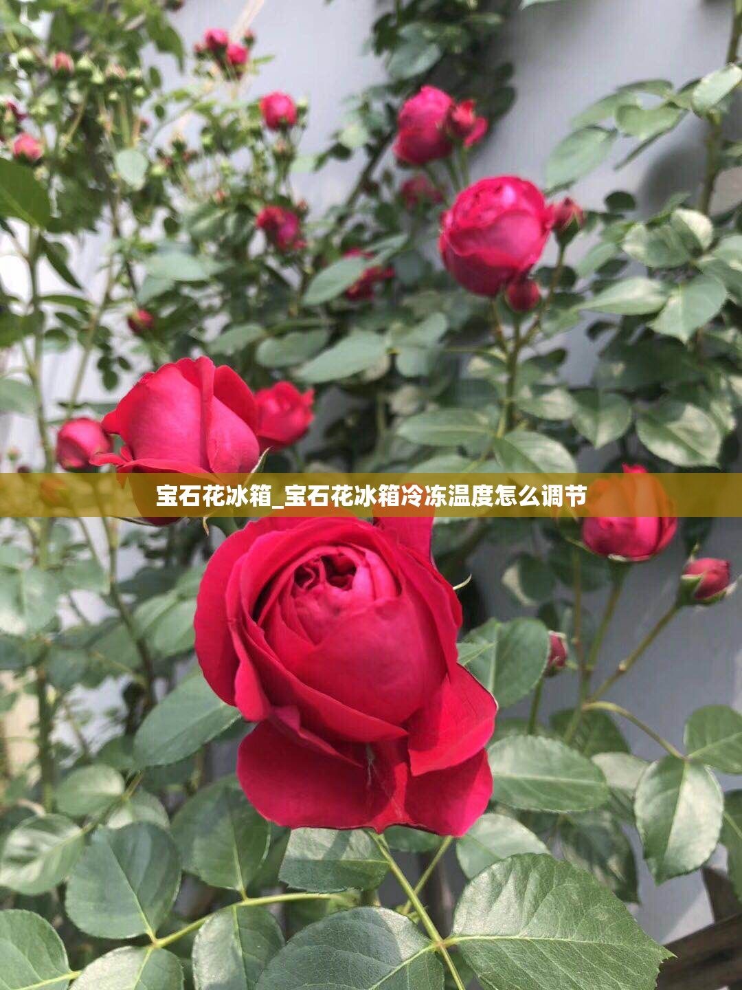 宝石花冰箱_宝石花冰箱冷冻温度怎么调节