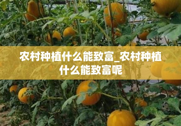 农村种植什么能致富_农村种植什么能致富呢