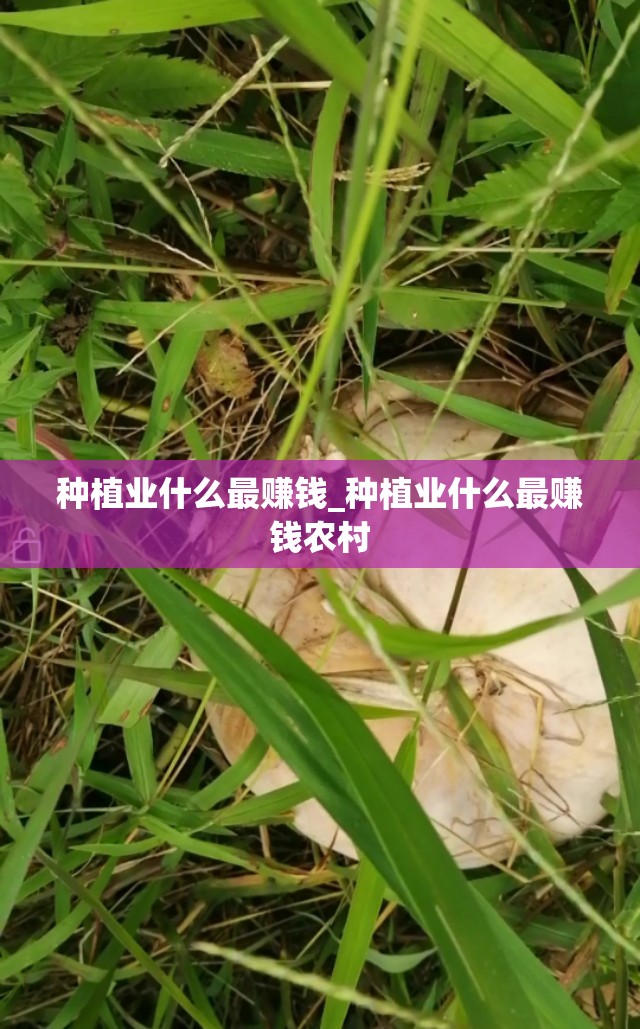 种植业什么最赚钱_种植业什么最赚钱农村