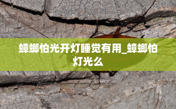 蟑螂怕光开灯睡觉有用_蟑螂怕灯光么