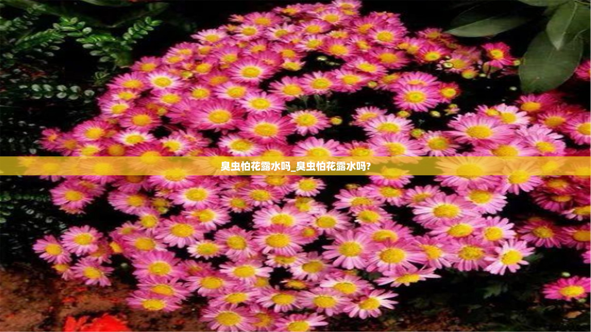 臭虫怕花露水吗_臭虫怕花露水吗?