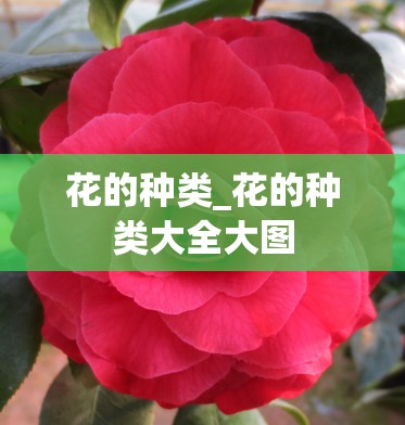 花的种类_花的种类大全大图