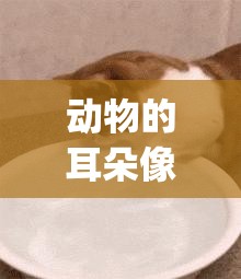 动物的耳朵像什么形状_动物的耳朵都像什么?