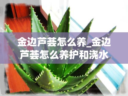 金边芦荟怎么养_金边芦荟怎么养护和浇水