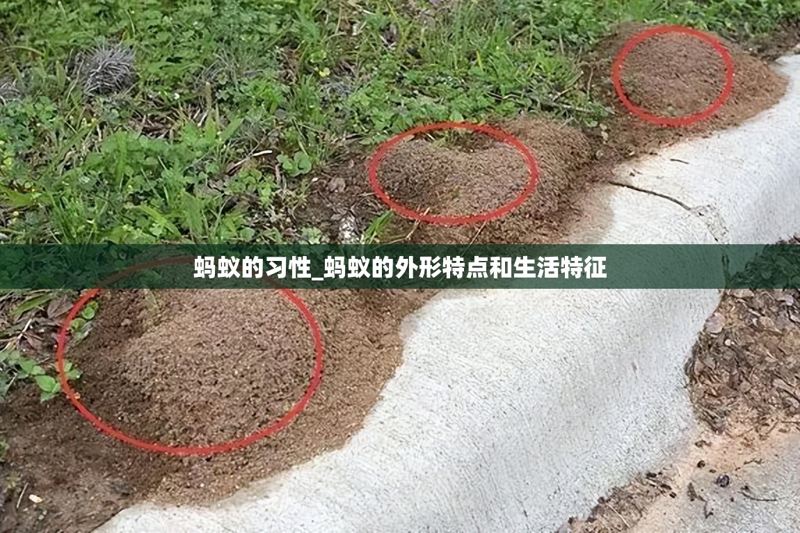 蚂蚁的习性_蚂蚁的外形特点和生活特征