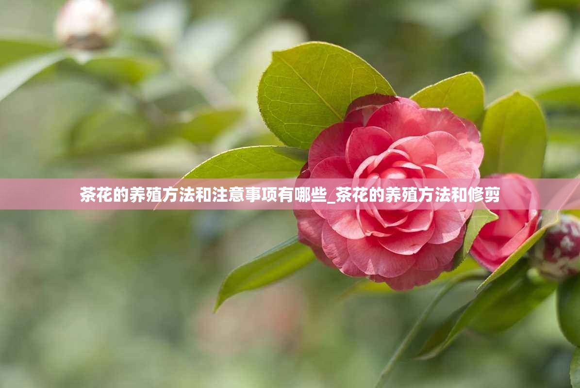 茶花的养殖方法和注意事项有哪些_茶花的养殖方法和修剪