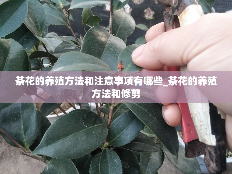 茶花的养殖方法和注意事项有哪些_茶花的养殖方法和修剪