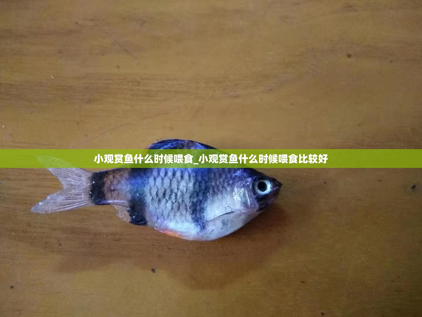 小观赏鱼什么时候喂食_小观赏鱼什么时候喂食比较好