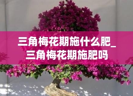 三角梅花期施什么肥_三角梅花期施肥吗