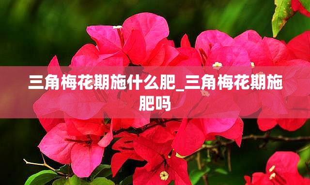 三角梅花期施什么肥_三角梅花期施肥吗