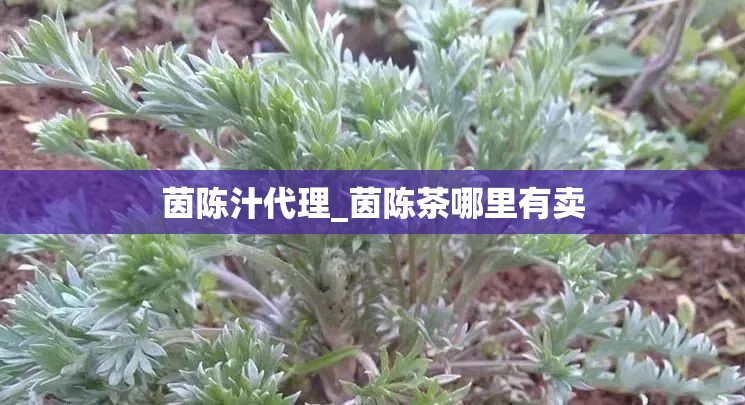 茵陈汁代理_茵陈茶哪里有卖