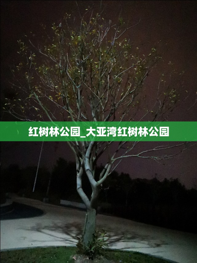 红树林公园_大亚湾红树林公园