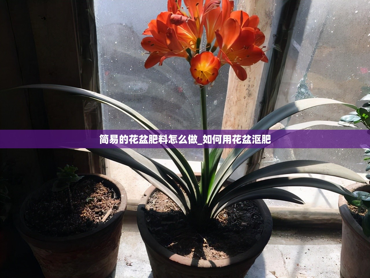 简易的花盆肥料怎么做_如何用花盆沤肥