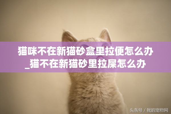 猫咪不在新猫砂盒里拉便怎么办_猫不在新猫砂里拉屎怎么办