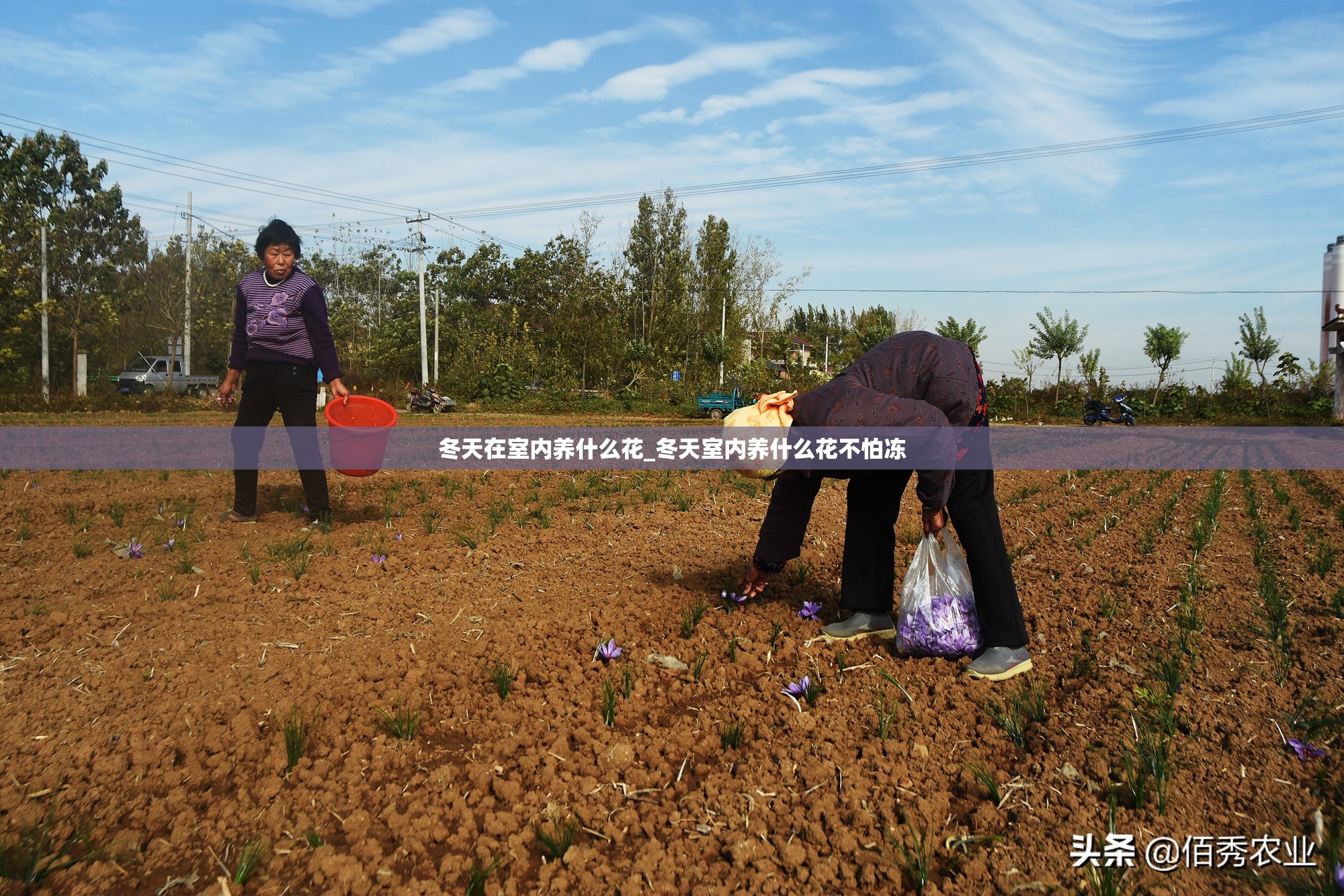 冬天在室内养什么花_冬天室内养什么花不怕冻