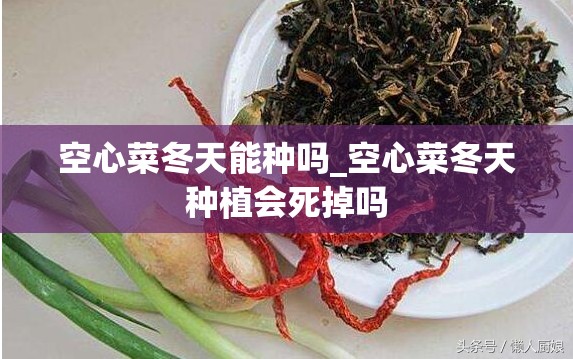 空心菜冬天能种吗_空心菜冬天种植会死掉吗