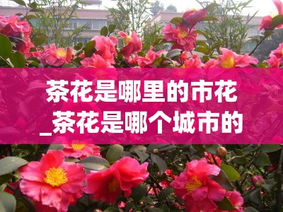 茶花是哪里的市花_茶花是哪个城市的花