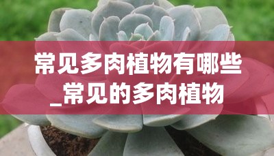 常见多肉植物有哪些_常见的多肉植物