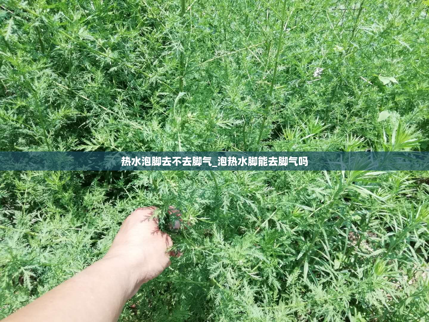 热水泡脚去不去脚气_泡热水脚能去脚气吗