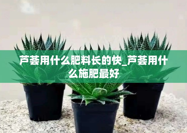 芦荟用什么肥料长的快_芦荟用什么施肥最好