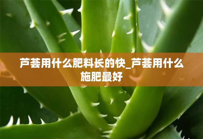 芦荟用什么肥料长的快_芦荟用什么施肥最好