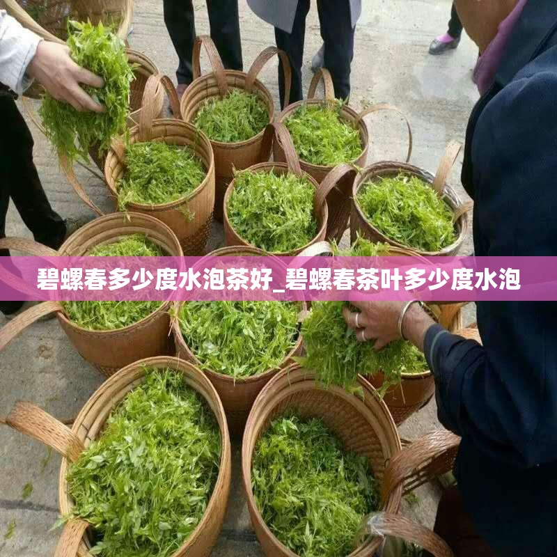 碧螺春多少度水泡茶好_碧螺春茶叶多少度水泡