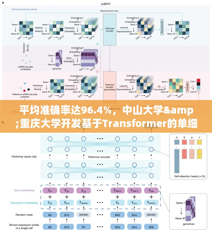 平均准确率达96.4%，中山大学&重庆大学开发基于Transformer的单细胞注释方法