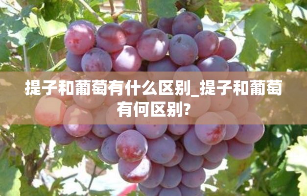 提子和葡萄有什么区别_提子和葡萄有何区别?