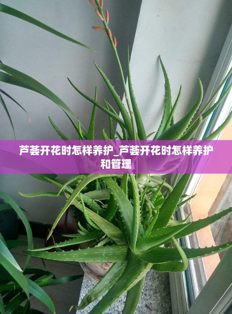 芦荟开花时怎样养护_芦荟开花时怎样养护和管理