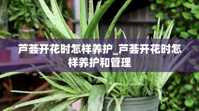 芦荟开花时怎样养护_芦荟开花时怎样养护和管理