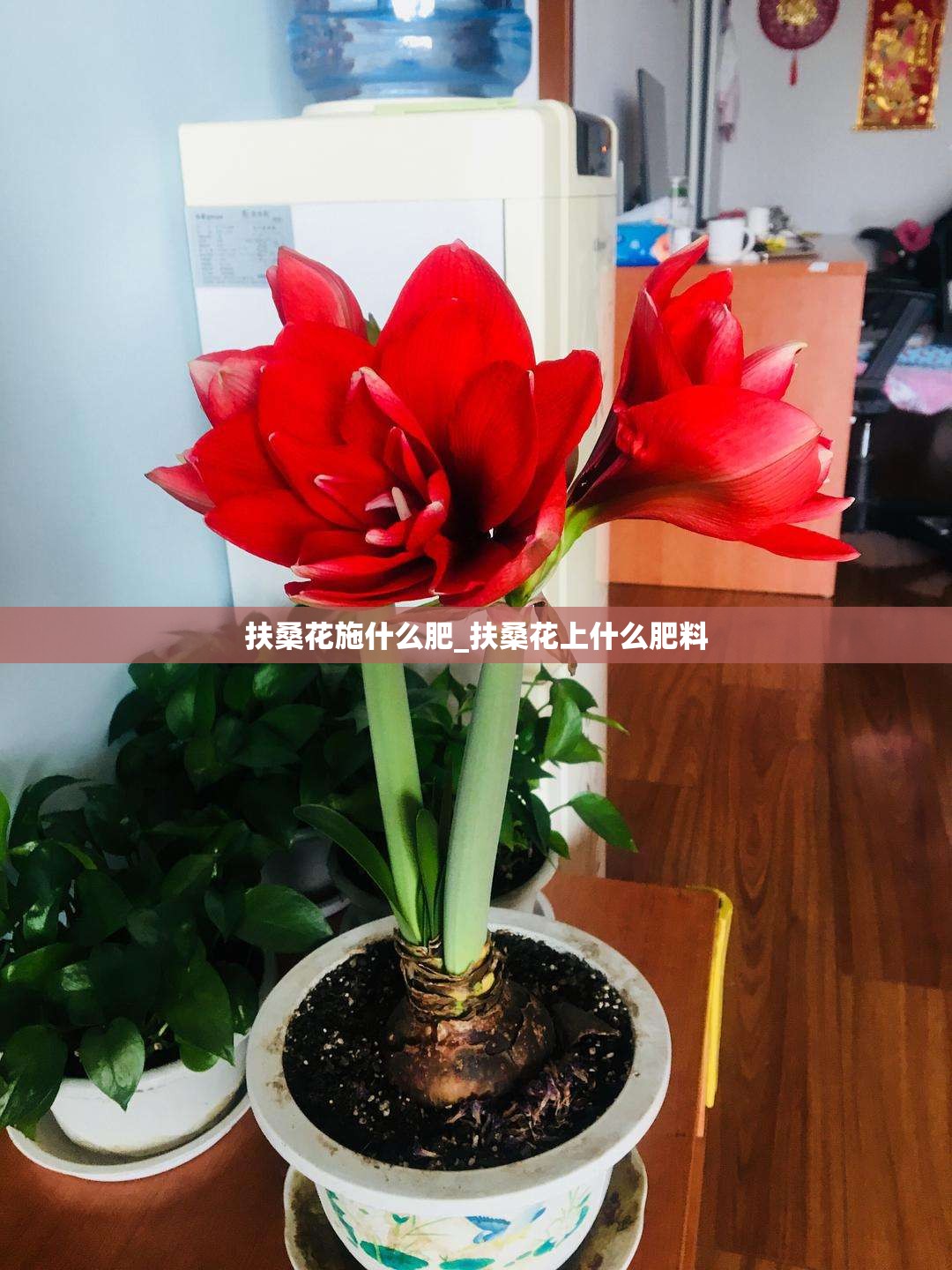 扶桑花施什么肥_扶桑花上什么肥料