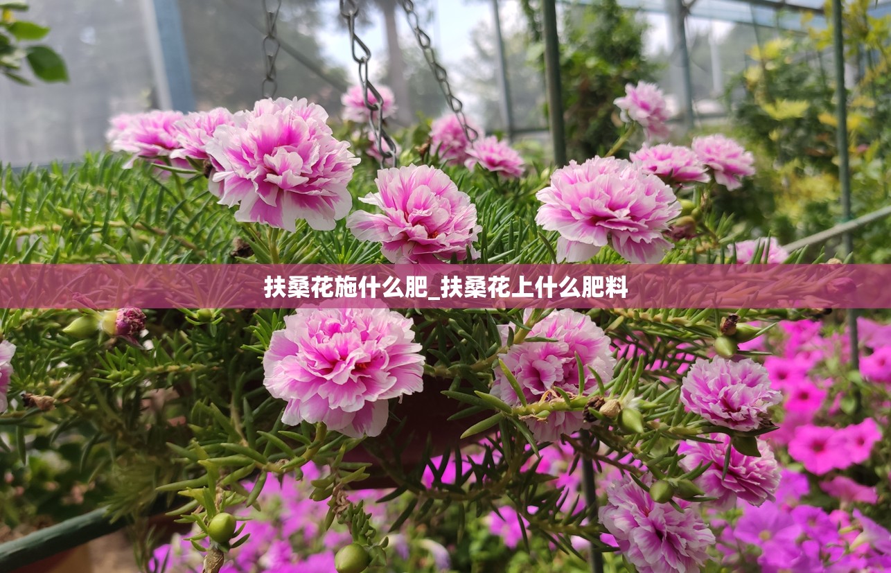 扶桑花施什么肥_扶桑花上什么肥料