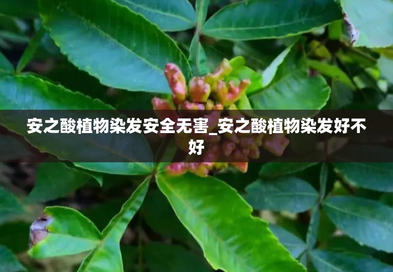 安之酸植物染发安全无害_安之酸植物染发好不好