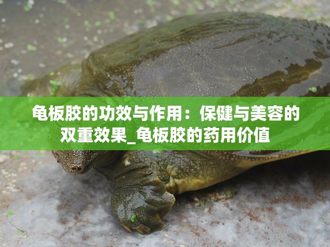 龟板胶的功效与作用：保健与美容的双重效果_龟板胶的药用价值