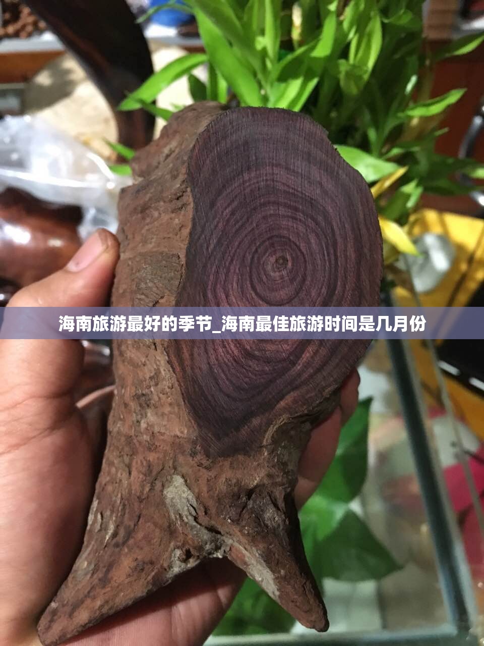 海南旅游最好的季节_海南最佳旅游时间是几月份