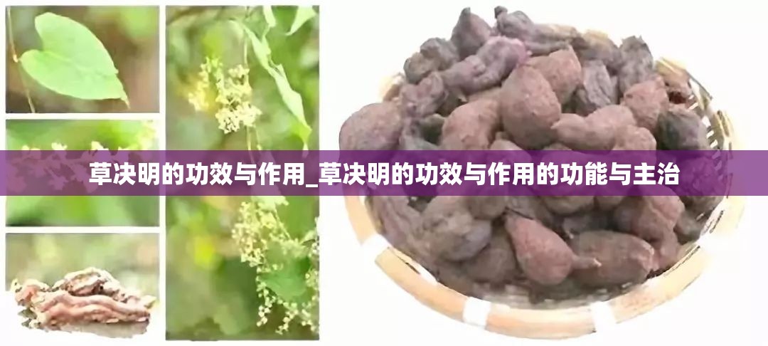 草决明的功效与作用_草决明的功效与作用的功能与主治