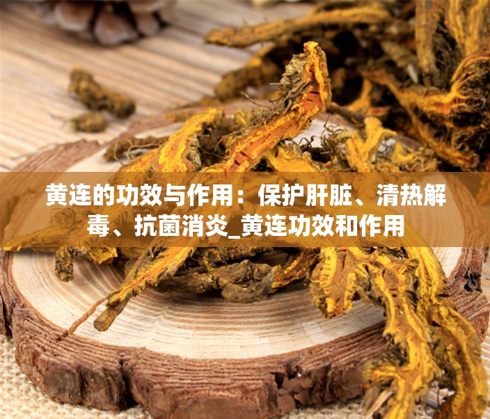 黄连的功效与作用：保护肝脏、清热解毒、抗菌消炎_黄连功效和作用