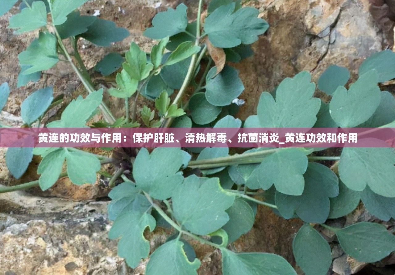 黄连的功效与作用：保护肝脏、清热解毒、抗菌消炎_黄连功效和作用