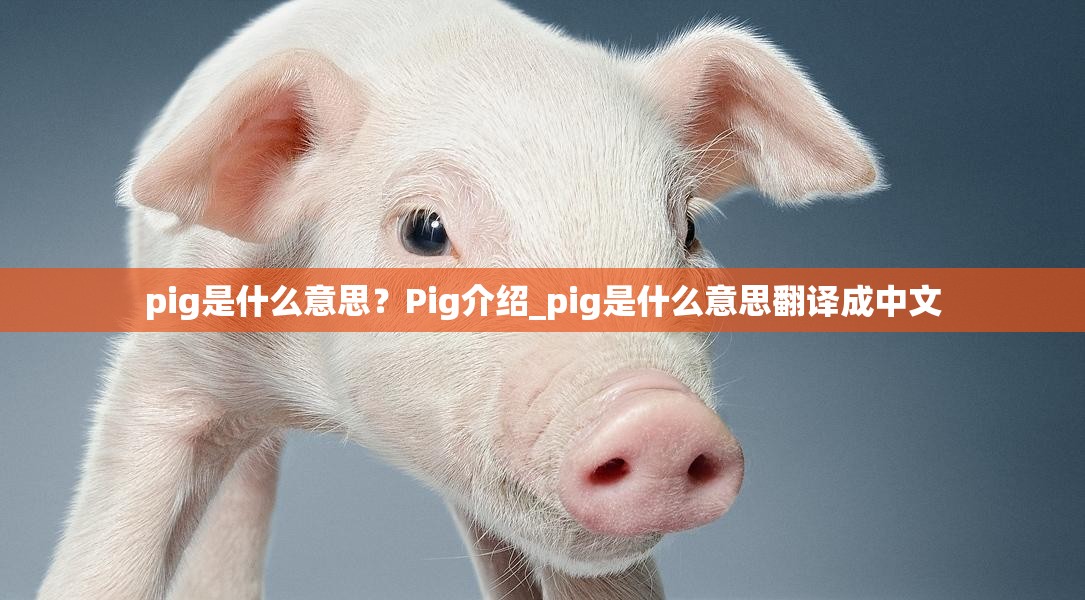 pig是什么意思？Pig介绍_pig是什么意思翻译成中文