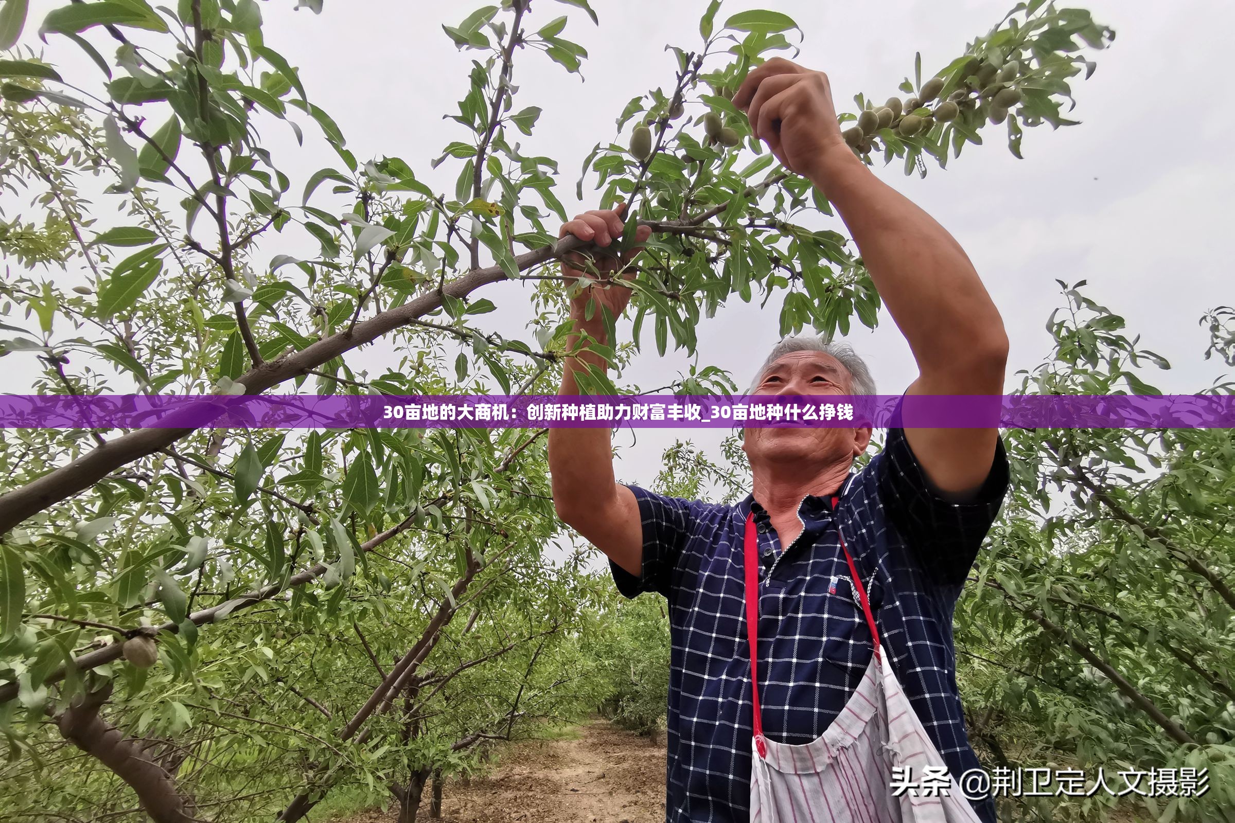 30亩地的大商机：创新种植助力财富丰收_30亩地种什么挣钱