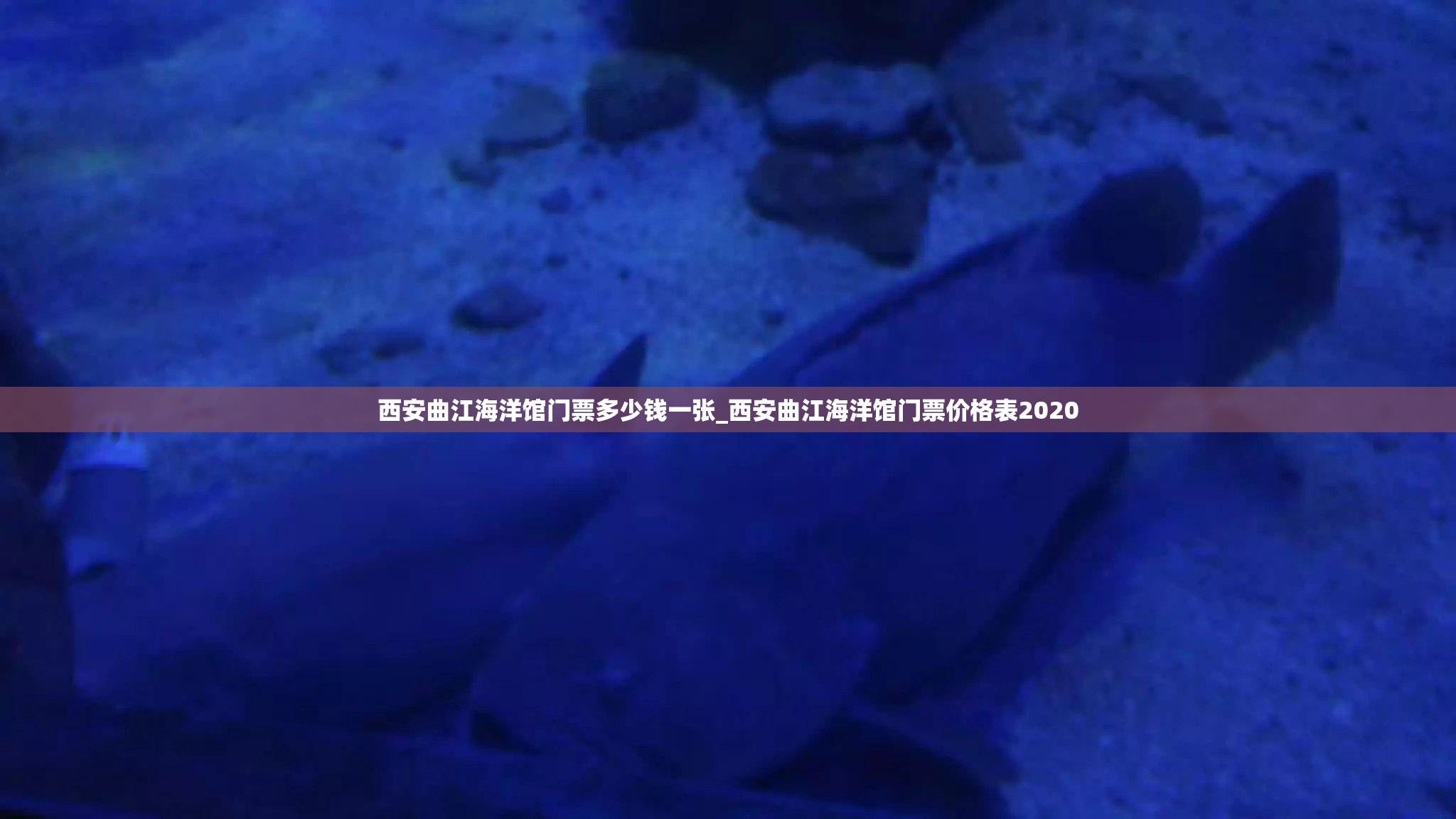 西安曲江海洋馆门票多少钱一张_西安曲江海洋馆门票价格表2020