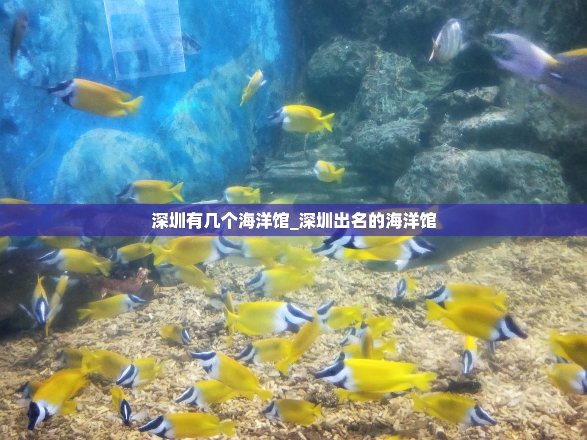 深圳有几个海洋馆_深圳出名的海洋馆