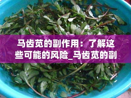 马齿苋的副作用：了解这些可能的风险_马齿苋的副作用及禁忌