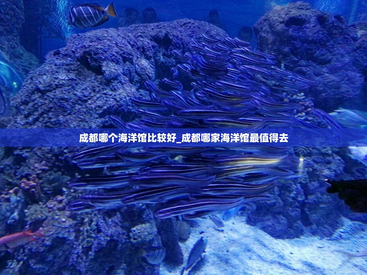 成都哪个海洋馆比较好_成都哪家海洋馆最值得去